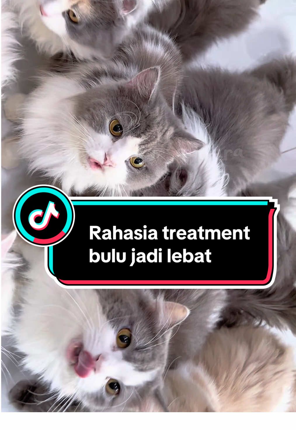 Rahasia treatment kucing kucing ku biar bulu nya lebat 🤫 #novamos #pethairtreatmentshampo #shampookucing 