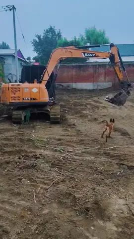 Cachorro valente enfrenta a retroescavadeira em pura diversão 🐶🚜 #CachorroBrincalhão #DiversãoSemLimites #AmigoDaRetroescavadeira