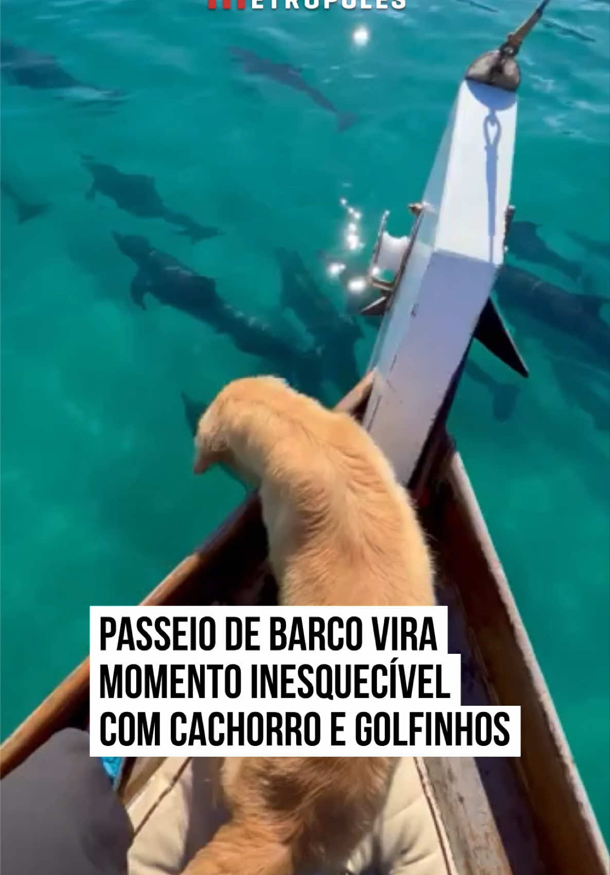 🐬✨ Um momento inesquecível foi registrado por uma família durante um #passeio de barco. Enquanto golfinhos nadavam bem ao lado da #embarcação em águas tão cristalinas que pareciam cenário de filme quem roubou a cena foi Marujinho, o Golden da família. Ao ver os #golfinhos, o cãozinho ficou completamente hipnotizado, observando com encanto e curiosidade. A reação pura e emocionada dele tocou todos a bordo e também quem assistiu ao vídeo depois. #TikTokNotícias 📹 @Donjuantour |  | @myhoodbr