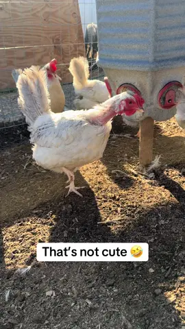 Molt definitely makes for some awkward looking birds 😂 #chickens #molting #farmlife 