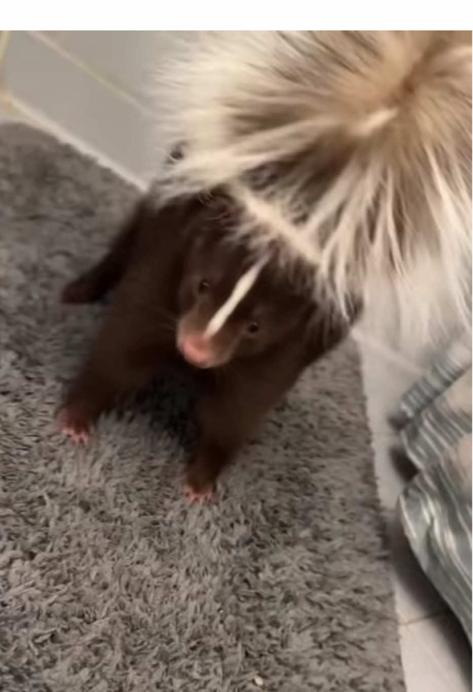 Spicy girl 🌶️ #UnableToExotic #fypシ #skunks #kitty #fyp 