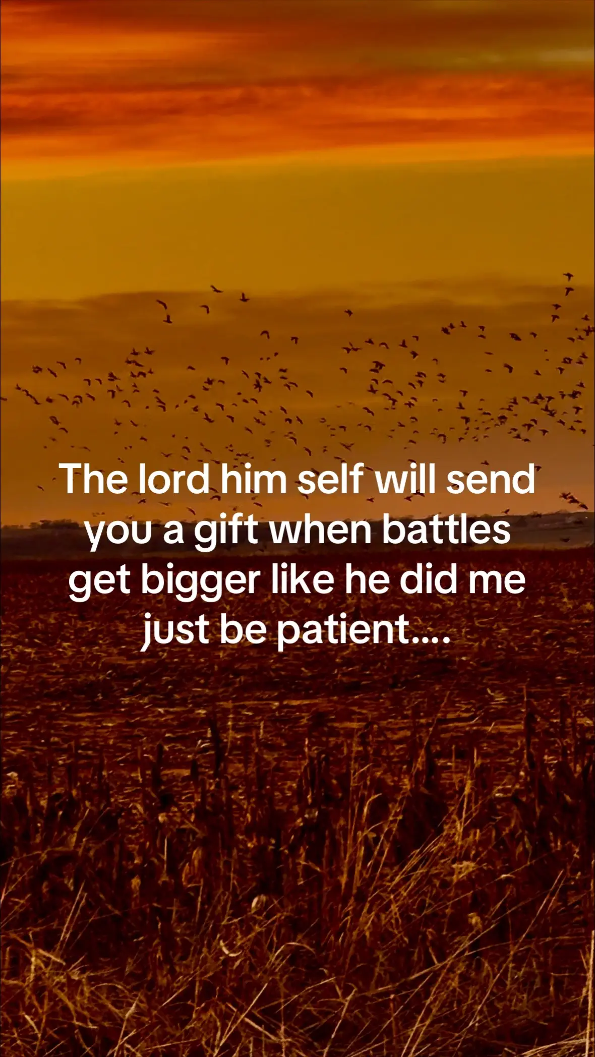 Gotta love gundogs❤️#fyp #gundogsoftiktok #hashtag 