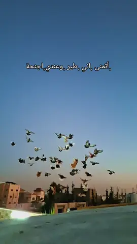 #طيور #الحمام_عنا_احلى #كش #عصام_ابوزيد @👍Bilal Alshalan👍 