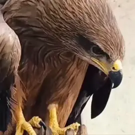 #Suggested title and hashtags Title: Bird-Inspired Makeup Transformation , , , ,  #rk_editz #1millionviews #unfreezemyacount #creatorsearchinsights 