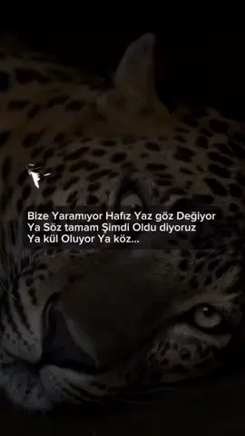 🐺🦅🦁 #kesfetlik #yorgunbays #kesfet #kesfetteyizzzzz #kesfettiktok 