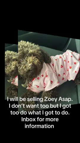 Sad too say I will be selling Zoey , I don’t want too but I got too do what I got to do.inbox for more information she is only 1yr and 9 months birthday is January 1st #sellingdog #dogsoftiktok #dog #chicago 