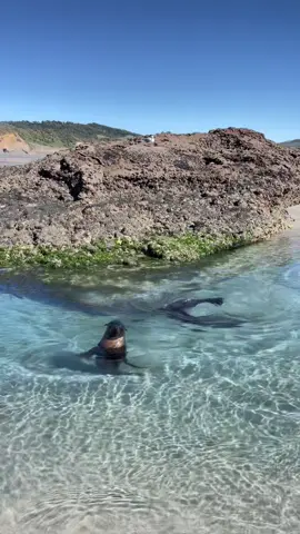 where pups come to play mermaids #sealionpup #sealion #marinelife 