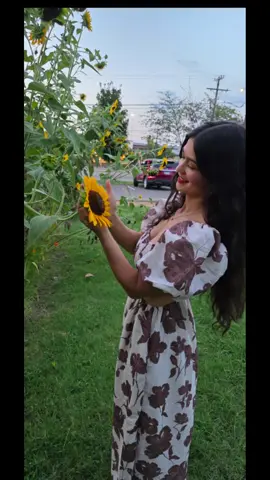 #girasoles #flores #naturaleza #paratii #vira 