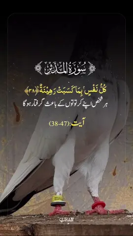 #foryoupage❤️❤️❤️foryou💞💞💜viral💕foryou💘💞🥀 #🇪🇭🇪🇭اليمن🇾🇪فلسطين #trendingvideostiktokpk #allahuakbar🕋☝🏻🕋 #❤️😍😘🥰foryou🥺🥺 