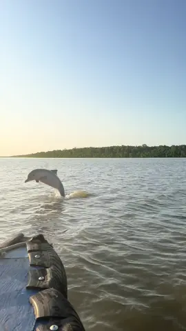 Vlog 7. Singes et dauphins, combo gagnant 🐒🐬 #paramaribosuriname🇸🇷 #suriname #paramaribo 