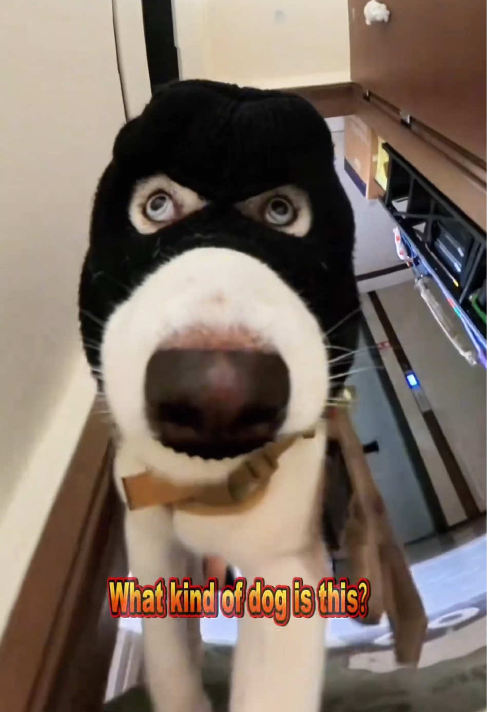 How many kinds of dogs can you recognize?#popular #funny #usa🇺🇸 #animals #dog 