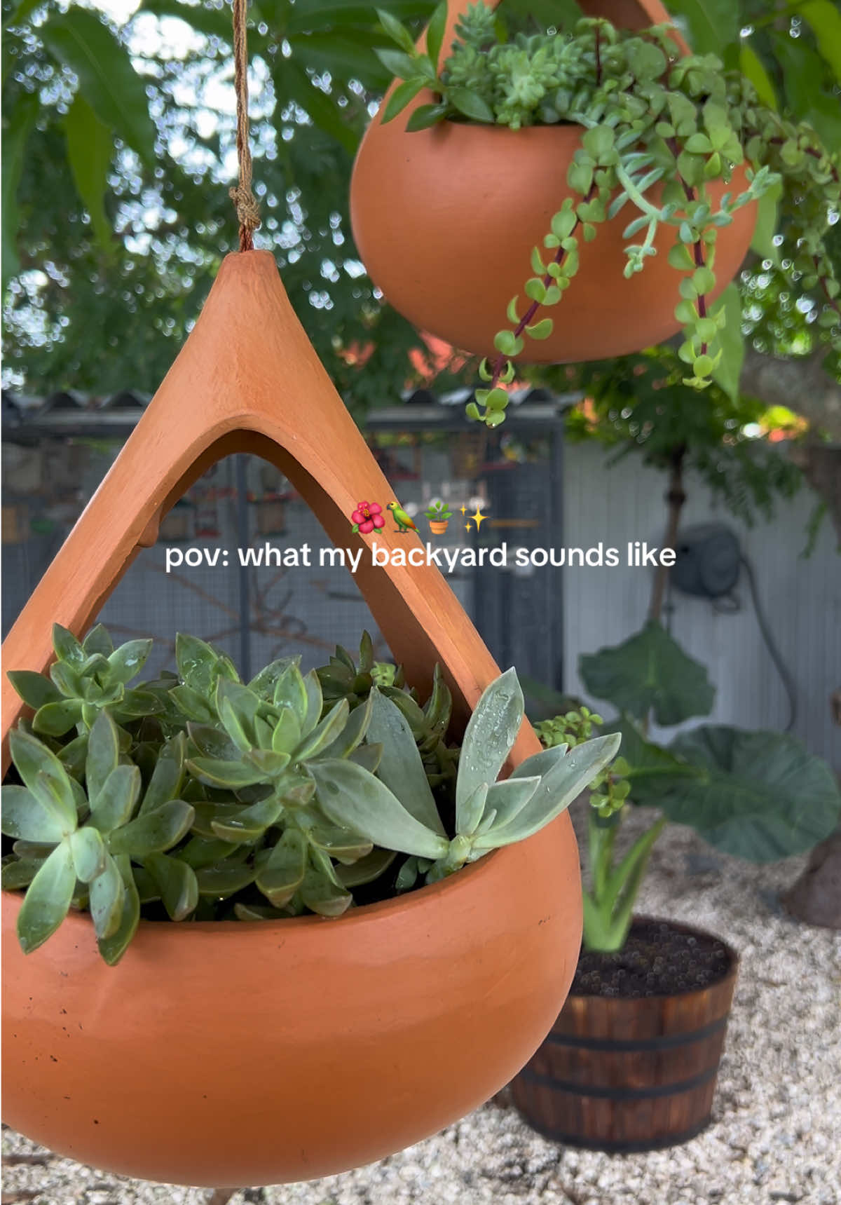 pov: what my backyard sounds like 🌺🦜🪴✨ #fyp #garden #birds #WeekendVibes #backyardvibes 