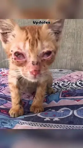 She thought she was just feeding a stray... but in truth, she saved a life. less,Would you do the same #animalrescue #animalsoftiktok #animalcare #viral #fyp #donatetosave 