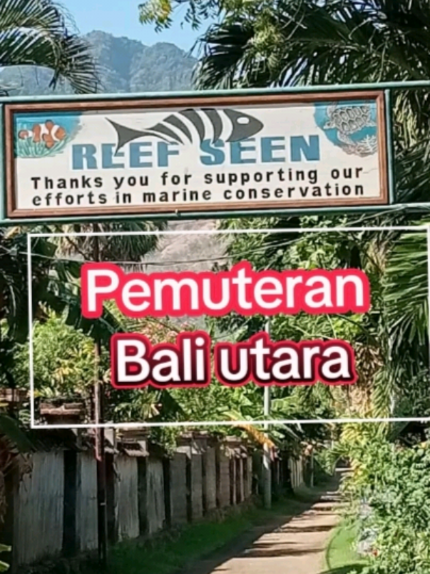 Liburan murah, Pemuteran Bali utara. #pemuteran #bungalow 