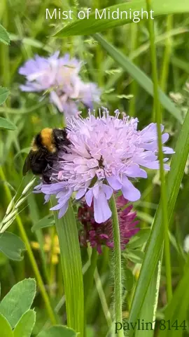 Прекрасная песня на двух языках.