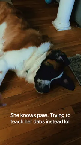 Dabs up bro. She hates me 😂 #stbernard #stbernardpuppy #dogsoftiktok 