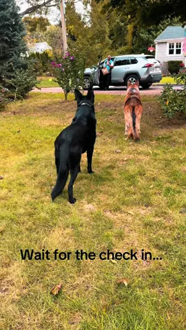 This Amazon driver was not expecting us #fyp #amazondelivery #dogs 