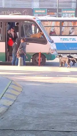 #talca #perritos #doglovers 