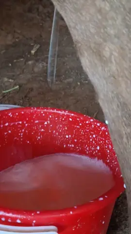 اهم شي الجرفه 🐄 