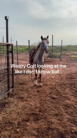 #fyp #foryoupage #newmexico #rodeo #foryou 