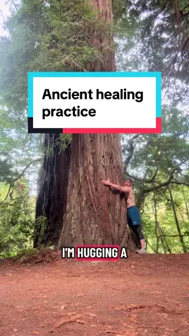 Your ancestors were tree huggers and they knew it was healing to the body #treehugging #earthing #grounding #naturetherapy #holistichealth 
