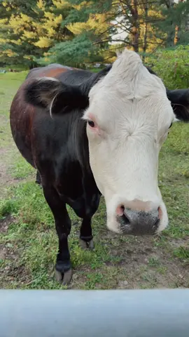 my sweet girl ❤️ #cows #farming 