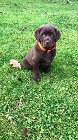Woody is turning 7 this fall. 🥲 A good boy. 🥹 #waterfowl #birddog #labrador #lab #labsoftiktok #chocolatelab #huntingdog #puppy #dogs #pnw #goducks #fyp