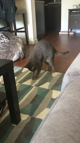 What can I say, I raised a genius 💁🏻‍♀️🐱🧠 #catsoftiktok #viralvideo #genius #coolcattricks #foryoupage 