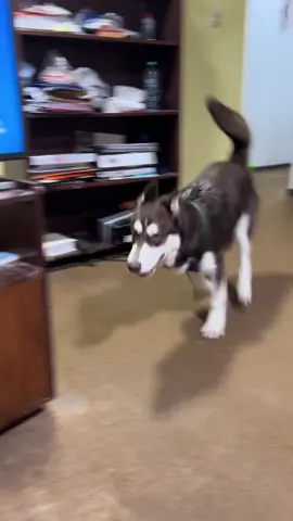 Mi loquito a los 6 meses 🐾  #husky #huskysiberiano #furbaby #liloandstitch #pet 