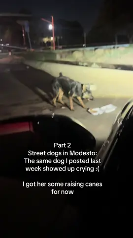 Go check out the first video. #fypage #streetdog #dogsoftiktok #tiktokhelp #fypシ゚ 