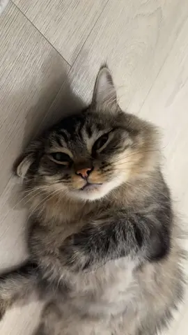 👹 Evil Kitty  #catlover #cats #cattok #evilkitty #kitty 