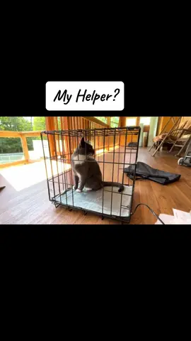 #catsanctuary #cat #cats 