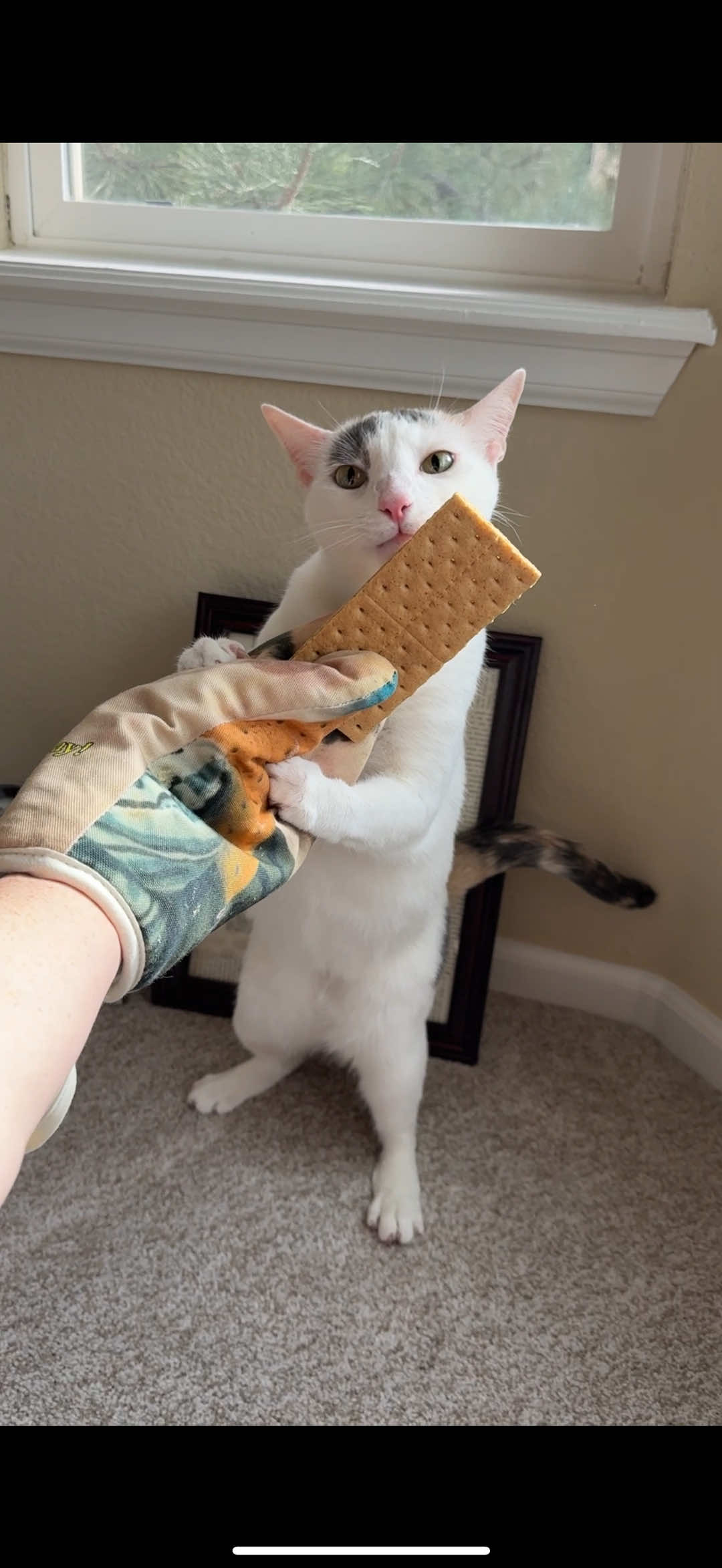 Sometimes I think she stands too human-like… #gandalfthecat #catsoftiktok #cute 