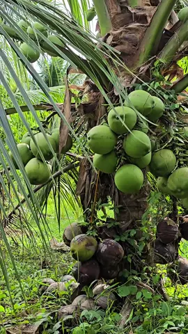 Dwarf coconut 100% dwarf with PCA permit. Free from coconut pest and diseases. We ship nationwide door to door COD. No minimum when pick up and inside negros island. With minimum orders of 500 out of negros island.  2.7 years to fruit Tacunan 150  3 years to fruit Catigan 150 3 years to fruit Aromatic 200 You can call us at 09486578352