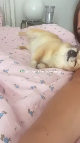 Should of called him Tinkerbell 😭 #dogsoftiktok #chihauhua #tiktokviral #fyp #cutedog  