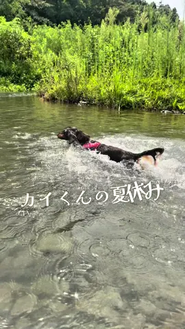 #ミニチュアダックス #川遊び　#夏休みの思い出 