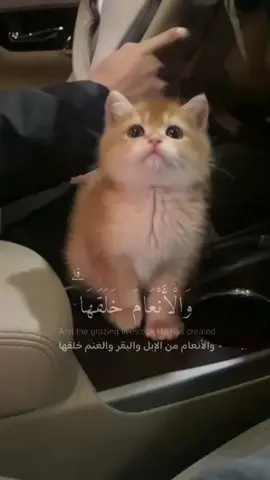 حتى أحنّ المخلوقات تشهد برحمة الله 🩷🐾. _ #قرآن #سورة_النحل #آيات_قرآنية #تلاوة #ذكر_الله  #رحمة #قطة #قطط #قطط_تيك_توك  #explore #viral  #fyp #fy  #قطتي #اللهم_ارزقنا_رحمتك #رحمة_للعالمين