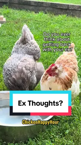 think about getting back with your ex?  #ex #relationships #chickens #funny #chickenhappyhour 