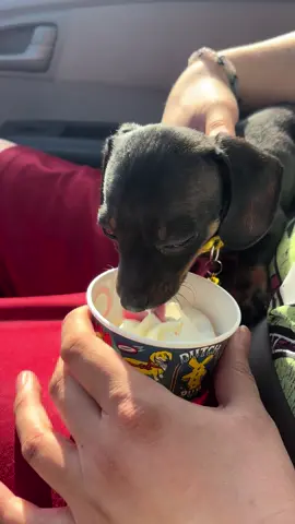 Astral had his first pup cup!#dutchbros #weinerdog #pupcup