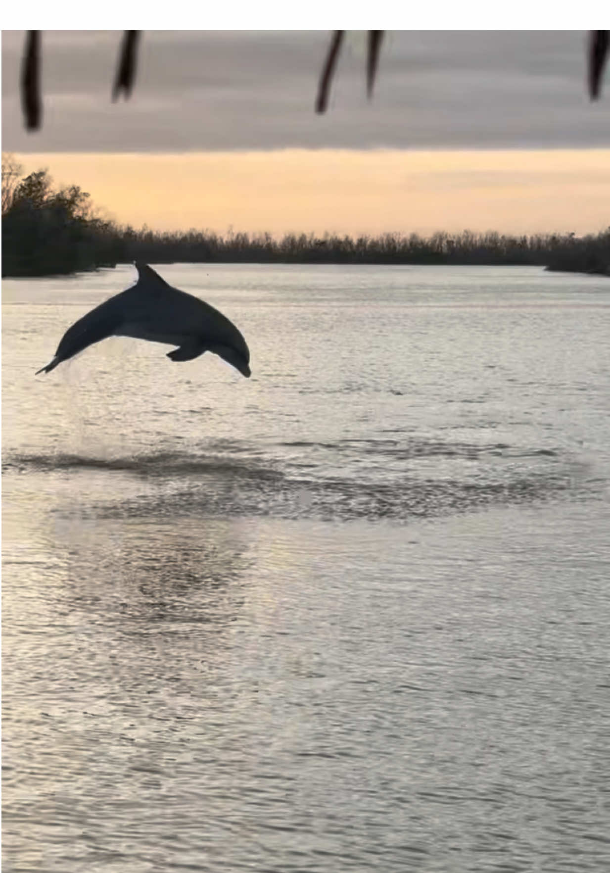 Sunsets, dolphins, and tiki vibes 🌅🐬🍹 The perfect way to end the day in Fort Myers! @cruisintikiswfl  Bring your own food , drinks , or anything you want to make the evening unforgettable.  #cruisintikis  #FortMyersBeach #SunsetCruise #thingstodoinfortmyers #fortmyerscruise 