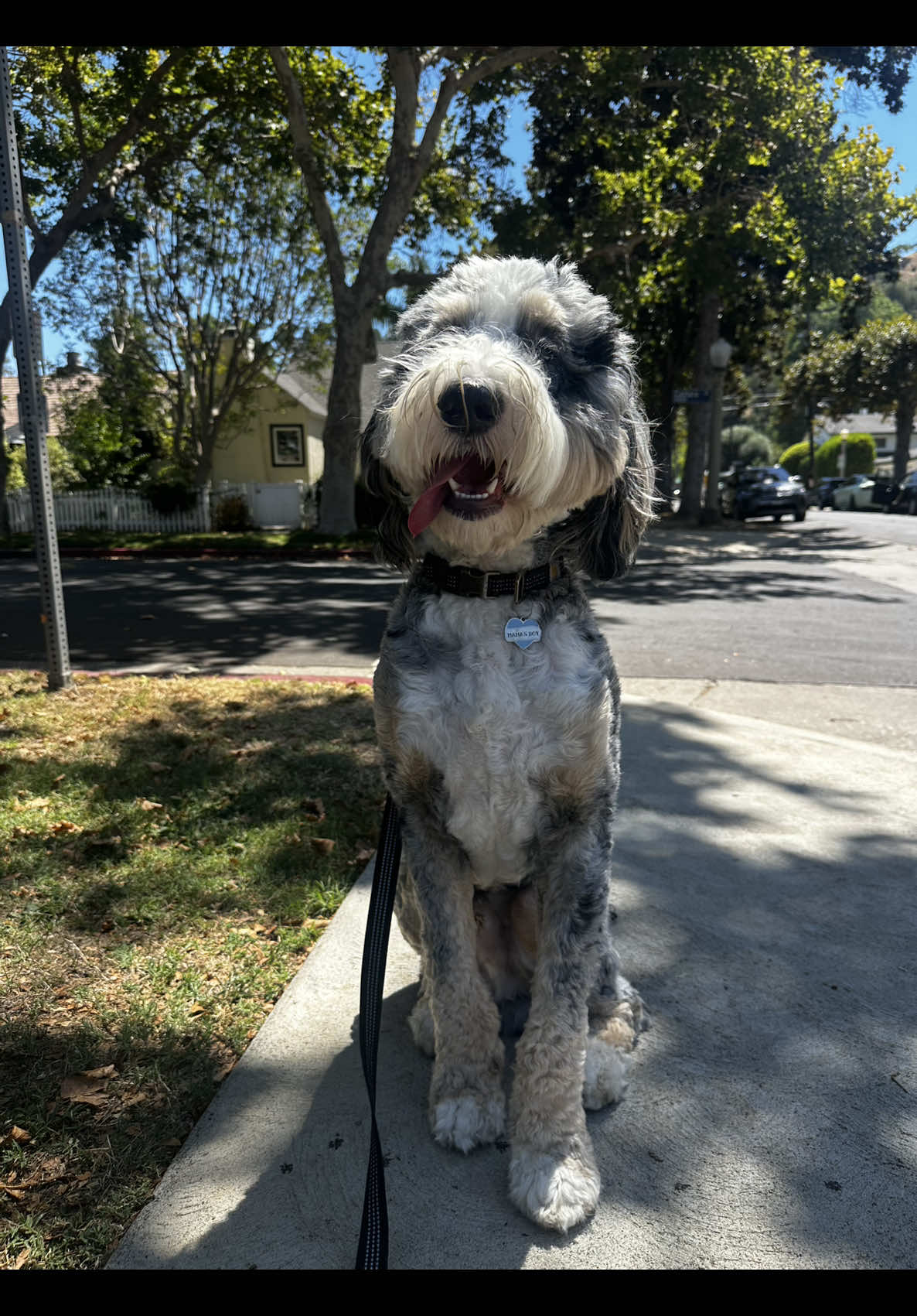it got a lil weird for a second…happy first birthday my baby boy 🤍🥳 #bernedoodle 