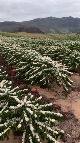 Gratidão a Deus 🙌🏻🌱❤️😍 . . . . #Safra2026 #cafeconilon #espiritosanto #agro #lavouradecafe 