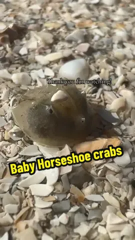 Some tiny friends for you! ✨       We will begin our fall sampling for our juvenile horseshoe crab research soon! Stay tuned for that!