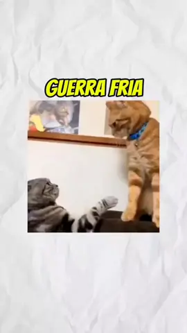 guerra fria explicada com gatos 