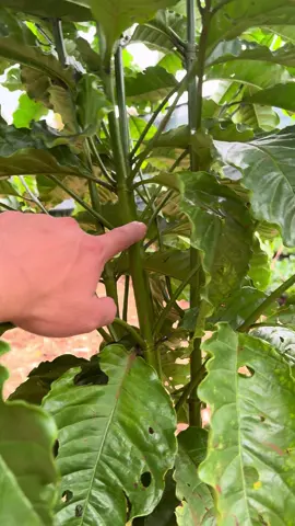 Cách làm đa thân cho cà phê xanh lùn thực sinh - mô hình 1,5x3m - đa thân thả ngọn #caphe #coffeerobusta #caphedathan #caphexanhlun #tgcg 🌏