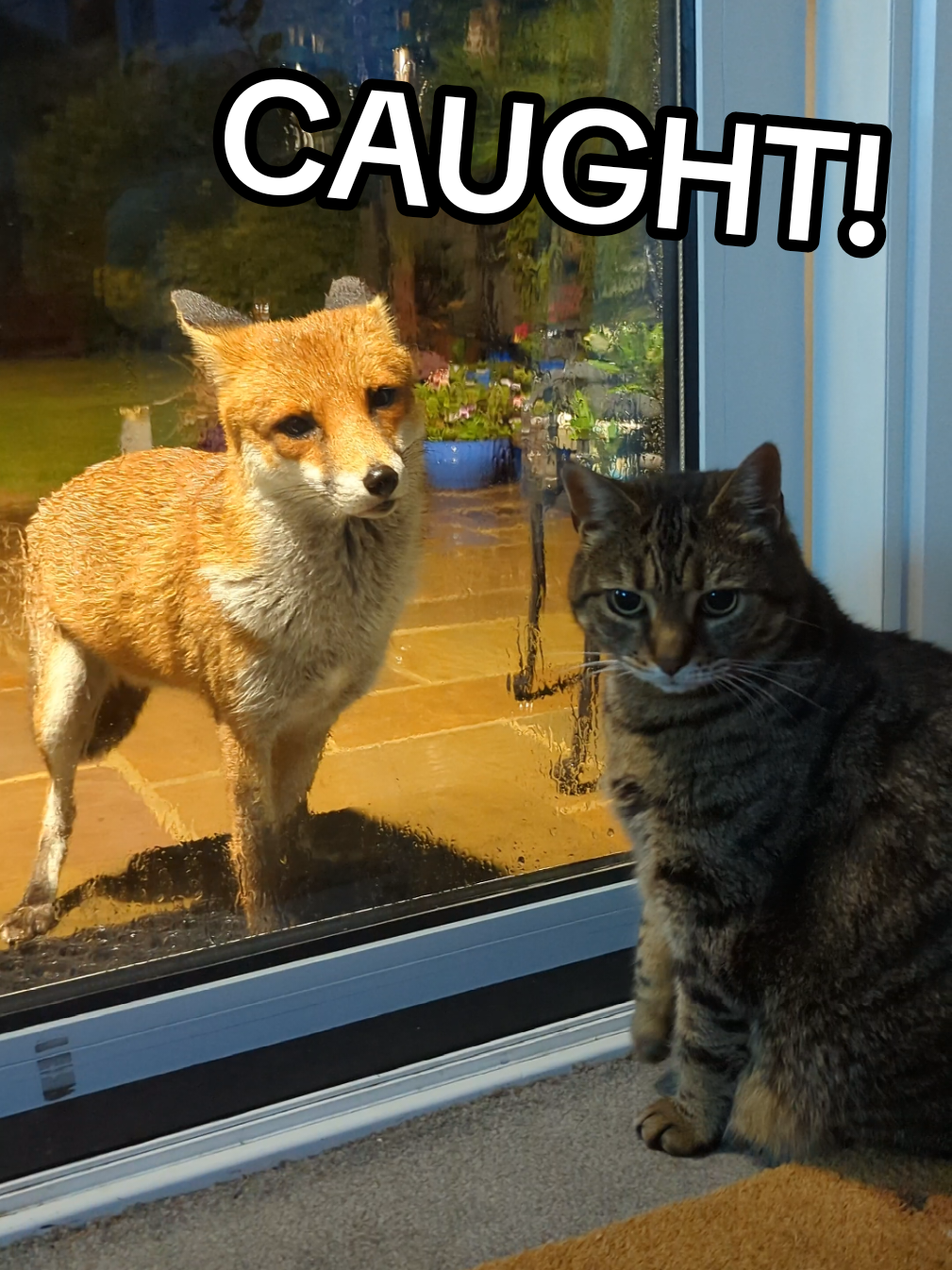 Not even the rain can dampen this interspecies romance. 🥰 I just had to do something with this earworm! Tiger and Libby have been doing some serious flirting lately – or I like to think so, anyway. Tiger taps on the window for food, but very often he specifically taps right where Libby is! I see you, mate. 👀 Also, the eagle-eyed among you might notice that I included a clip of Libby with Valentine from a few years ago, but it worked sooooo well with the music, I had to! And her wink is legendary. ❤️❤️ #animals #foxes 