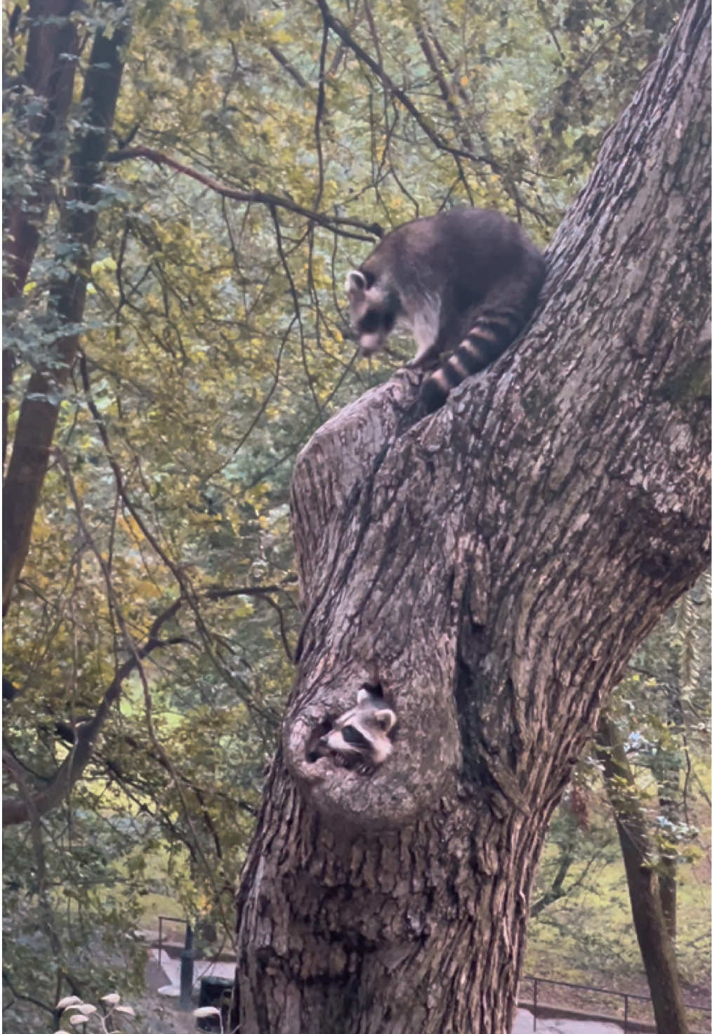 some cuties in a tree #raccoon #raccoonsoftiktok #nature #nyc #fyp 