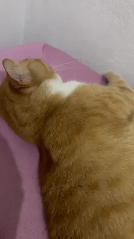 ele é um menino bonzinho sim ou não ? 🤣🤣🤣🤣🤣  Sem puxar o saco do bob  #gatoamarelo #pets 