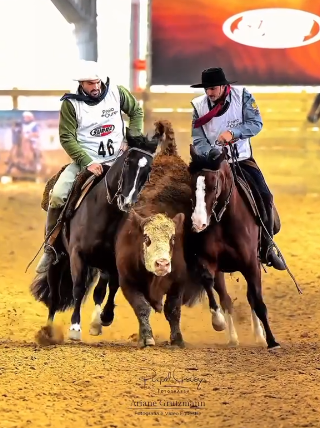 Que momento! 👏🐴 Paleteada realizada na Prova de Campo I das Fêmeas onde Fabrício Barbosa monta Jasmine da Norteña, box 46 e Ricardo Wrege monta La Pátria Tranca, box 34. Freio de Ouro 2025 🏆  . ✨ Créditos: @raquelgodoys @leomoccelin @arianegrutzmann _____________________ #cavalo #cavalocrioulo #crioulo #horse #horselife 