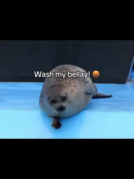 Yayyy😛🦭🫧👍💯 #pibble #seals #silly #fyp #viral